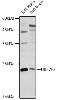 Western Blot: UBE2E2 Antibody [NBP3-35670] - Western blot analysis of various lysates using UBE2E2 Rabbit pAb at 1:1000 dilution.Secondary antibody: HRP-conjugated Goat anti-Rabbit IgG (H+L) at 1:10000 dilution.Lysates/proteins: 25ug per lane.Blocking buffer: 3% nonfat dry milk in TBST.Detection: ECL Enhanced Kit.Exposure time: 180s.