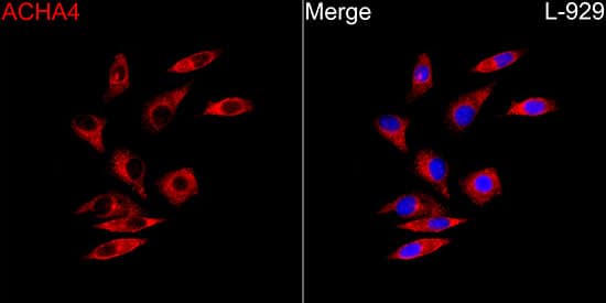 Immunocytochemistry/ Immunofluorescence: Nicotinic Acetylcholine R alpha 4/CHRNA4 Antibody [NBP3-35674] - Immunofluorescence analysis of L-929 cells using Nicotinic Acetylcholine R alpha 4/CHRNA4 Rabbit pAb at a dilution of 1:100 (40x lens). Secondary antibody: Cy3-conjugated Goat anti-Rabbit IgG (H+L)at 1:500 dilution. Blue: DAPI for nuclear staining.