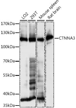 Western Blot: CTNNA3 Antibody [NBP3-35677] - Western blot analysis of various lysates using CTNNA3 Rabbit pAb at 1:1000 dilution.Secondary antibody: HRP-conjugated Goat anti-Rabbit IgG (H+L) at 1:10000 dilution.Lysates/proteins: 25ug per lane.Blocking buffer: 3% nonfat dry milk in TBST.Detection: ECL Basic Kit.Exposure time: 5s.