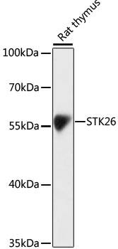 Western Blot: MST4 Antibody [NBP3-35679] - Western blot analysis of lysates from rat thymus, using MST4 Rabbit pAb at 1:1000 dilution.Secondary antibody: HRP-conjugated Goat anti-Rabbit IgG (H+L) at 1:10000 dilution.Lysates/proteins: 25ug per lane.Blocking buffer: 3% nonfat dry milk in TBST.Detection: ECL Basic Kit.Exposure time: 3s.