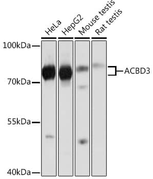 Western Blot: ACBD3 Antibody [NBP3-35682] - Western blot analysis of various lysates using ACBD3 Rabbit pAb at 1:1000 dilution.Secondary antibody: HRP-conjugated Goat anti-Rabbit IgG (H+L) at 1:10000 dilution.Lysates/proteins: 25ug per lane.Blocking buffer: 3% nonfat dry milk in TBST.Detection: ECL Basic Kit.Exposure time: 1s.