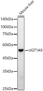 Western Blot: UGT1A9 Antibody [NBP3-35685] - Western blot analysis of lysates from Mouse liver, using UGT1A9 Rabbit pAb at 1:1000 dilution.Secondary antibody: HRP-conjugated Goat anti-Rabbit IgG (H+L) at 1:10000 dilution.Lysates/proteins: 25ug per lane.Blocking buffer: 3% nonfat dry milk in TBST.Detection: ECL Basic Kit.Exposure time: 90s.