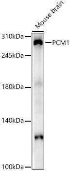 Western Blot: PCM1 Antibody [NBP3-35686] - Western blot analysis of lysates from Mouse brain, using PCM1 Rabbit pAb at 1:2000 dilution.Secondary antibody: HRP-conjugated Goat anti-Rabbit IgG (H+L) at 1:10000 dilution.Lysates/proteins: 25ug per lane.Blocking buffer: 3% nonfat dry milk in TBST.Detection: ECL Enhanced Kit.Exposure time: 90s.