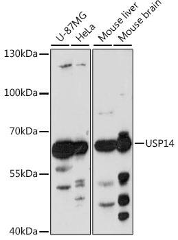 Western Blot: USP14 Antibody [NBP3-35687] - Western blot analysis of various lysates using USP14 Rabbit pAb at 1:1000 dilution.Secondary antibody: HRP-conjugated Goat anti-Rabbit IgG (H+L) at 1:10000 dilution.Lysates/proteins: 25ug per lane.Blocking buffer: 3% nonfat dry milk in TBST.Detection: ECL Enhanced Kit.Exposure time: 2min.