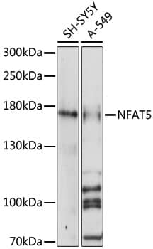 Western Blot: NFAT5 Antibody [NBP3-35688] - Western blot analysis of various lysates using NFAT5 Rabbit pAb at 1:1000 dilution.Secondary antibody: HRP-conjugated Goat anti-Rabbit IgG (H+L) at 1:10000 dilution.Lysates/proteins: 25ug per lane.Blocking buffer: 3% nonfat dry milk in TBST.Detection: ECL Basic Kit.Exposure time: 60s.