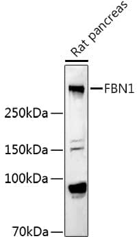 Western Blot: Fibrillin 1 Antibody [NBP3-35691] - Western blot analysis of lysates from Rat pancreas, using Fibrillin 1 Rabbit pAb at 1:1000 dilution.Secondary antibody: HRP-conjugated Goat anti-Rabbit IgG (H+L) at 1:10000 dilution.Lysates/proteins: 25ug per lane.Blocking buffer: 3% nonfat dry milk in TBST.Detection: ECL Basic Kit.Exposure time: 90s.