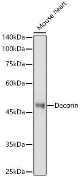 Western Blot: Decorin Antibody [NBP3-35694] - Western blot analysis of lysates from Mouse heart, using Decorin Rabbit pAb at 1:1000 dilution.Secondary antibody: HRP-conjugated Goat anti-Rabbit IgG (H+L) at 1:10000 dilution.Lysates/proteins: 25ug per lane.Blocking buffer: 3% nonfat dry milk in TBST.Detection: ECL Basic Kit.Exposure time: 180s.