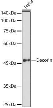 Western Blot: Decorin Antibody [NBP3-35694] - Western blot analysis of lysates from HeLa cells, using Decorin Rabbit pAb at 1:1000 dilution.Secondary antibody: HRP-conjugated Goat anti-Rabbit IgG (H+L) at 1:10000 dilution.Lysates/proteins: 25ug per lane.Blocking buffer: 3% nonfat dry milk in TBST.Detection: ECL Basic Kit.Exposure time: 60s.