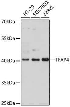 Western Blot: TFAP4 Antibody [NBP3-35696] - Western blot analysis of various lysates using [KO Validated] TFAP4 Rabbit pAb at 1:1000 dilution.Secondary antibody: HRP-conjugated Goat anti-Rabbit IgG (H+L) at 1:10000 dilution.Lysates/proteins: 25ug per lane.Blocking buffer: 3% nonfat dry milk in TBST.Detection: ECL Basic Kit.Exposure time: 3min.