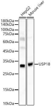 Western Blot: USP18 Antibody [NBP3-35697] - Western blot analysis of various lysates using USP18 Rabbit pAb at 1:3000 dilution. Secondary antibody: HRP-conjugated Goat anti-Rabbit IgG (H+L) at 1:10000 dilution. Lysates / proteins: 25 ug per lane. Blocking buffer: 3 % nonfat dry milk in TBST. Detection: ECL Basic Kit. Exposure time: 60s.