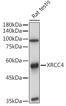 Western Blot: XRCC4 Antibody [NBP3-35698] - Western blot analysis of lysates from Rat testis, using XRCC4 Rabbit pAb at 1:1000 dilution.Secondary antibody: HRP-conjugated Goat anti-Rabbit IgG (H+L) at 1:10000 dilution.Lysates/proteins: 25ug per lane.Blocking buffer: 3% nonfat dry milk in TBST.Detection: ECL Basic Kit.Exposure time: 6s.