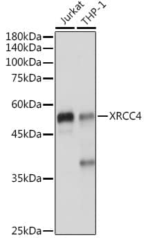 Western Blot: XRCC4 Antibody [NBP3-35698] - Western blot analysis of various lysates using XRCC4 Rabbit pAb at 1:1000 dilution.Secondary antibody: HRP-conjugated Goat anti-Rabbit IgG (H+L) at 1:10000 dilution.Lysates/proteins: 25ug per lane.Blocking buffer: 3% nonfat dry milk in TBST.Detection: ECL Enhanced Kit.Exposure time: 1s.