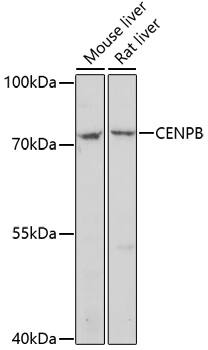 Western Blot: CENPB Antibody [NBP3-35700] - Western blot analysis of various lysates using CENPB Rabbit pAb at 1:1000 dilution.Secondary antibody: HRP-conjugated Goat anti-Rabbit IgG (H+L) at 1:10000 dilution.Lysates/proteins: 25ug per lane.Blocking buffer: 3% nonfat dry milk in TBST.Detection: ECL Basic Kit.Exposure time: 5min.