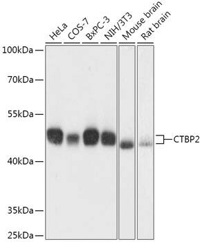 Western Blot: CTBP2 Antibody [NBP3-35701] - Western blot analysis of various lysates using CTBP2 Rabbit pAb at 1:1000 dilution.Secondary antibody: HRP-conjugated Goat anti-Rabbit IgG (H+L) at 1:10000 dilution.Lysates/proteins: 25ug per lane.Blocking buffer: 3% nonfat dry milk in TBST.Detection: ECL Basic Kit.Exposure time: 10s.