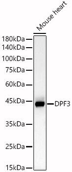 Western Blot: DPF3 Antibody [NBP3-35704] - Western blot analysis of lysates from Mouse heart, using DPF3 Rabbit pAb at  1:1000 dilution.Secondary antibody: HRP-conjugated Goat anti-Rabbit IgG (H+L) at 1:10000 dilution.Lysates/proteins: 25ug per lane.Blocking buffer: 3% nonfat dry milk in TBST.Detection: ECL Basic Kit.Exposure time: 30s.