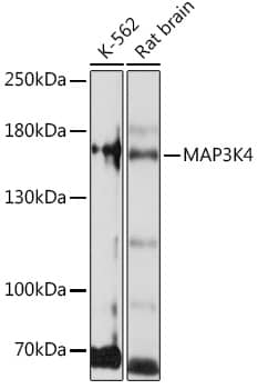 Western Blot MEKK4 Antibody