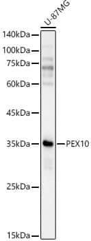 Western Blot: PEX10 Antibody [NBP3-35707] - Western blot analysis of lysates from U-87MG cells, using PEX10 Rabbit pAb at  1:2000 dilution.Secondary antibody: HRP-conjugated Goat anti-Rabbit IgG (H+L) at 1:10000 dilution.Lysates/proteins: 25ug per lane.Blocking buffer: 3% nonfat dry milk in TBST.Detection: ECL Basic Kit.Exposure time: 10s.