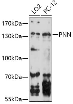 Western Blot: Pinin Antibody [NBP3-35709] - Western Blot analysis of various lysates using Pinin Rabbit pAb at 1:1000 dilution.Secondary antibody: HRP-conjugated Goat anti-Rabbit IgG (H+L) at 1:10000 dilution.Lysates/proteins: 25ug per lane.Blocking buffer: 3% nonfat dry milk in TBST.Detection: ECL Enhanced Kit (RM00021).Exposure time: 90s.