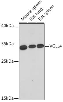 Western Blot: VGLL4 Antibody [NBP3-35716] - Western blot analysis of various lysates using VGLL4 Rabbit pAb at 1:1000 dilution.Secondary antibody: HRP-conjugated Goat anti-Rabbit IgG (H+L) at 1:10000 dilution.Lysates/proteins: 25ug per lane.Blocking buffer: 3% nonfat dry milk in TBST.Detection: ECL Basic Kit.Exposure time: 60s.