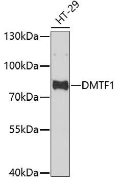 Western Blot: DMTF1 Antibody [NBP3-35717] - Western blot analysis of lysates from HT-29 cells, using DMTF1 Rabbit pAb at 1:1000 dilution.Secondary antibody: HRP-conjugated Goat anti-Rabbit IgG (H+L) at 1:10000 dilution.Lysates/proteins: 25ug per lane.Blocking buffer: 3% nonfat dry milk in TBST.Detection: ECL Basic Kit.Exposure time: 30s.