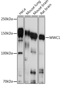 Western Blot: KIBRA Antibody [NBP3-35721] - Western blot analysis of various lysates using KIBRA Rabbit pAb at 1:1000 dilution.Secondary antibody: HRP-conjugated Goat anti-Rabbit IgG (H+L) at 1:10000 dilution.Lysates/proteins: 25ug per lane.Blocking buffer: 3% nonfat dry milk in TBST.Detection: ECL Basic Kit.Exposure time: 10s.