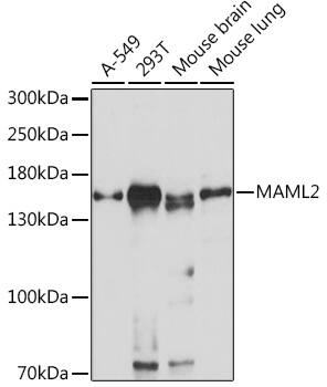 Western Blot: MAML2 Antibody [NBP3-35734] - Western blot analysis of various lysates using MAML2 Rabbit pAb at 1:1000 dilution.Secondary antibody: HRP-conjugated Goat anti-Rabbit IgG (H+L) at 1:10000 dilution.Lysates/proteins: 25ug per lane.Blocking buffer: 3% nonfat dry milk in TBST.Detection: ECL Basic Kit.Exposure time: 30s.