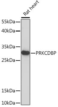 Western Blot: PRKCDBP Antibody [NBP3-35738] - Western blot analysis of lysates from Rat heart, using PRKCDBP Rabbit pAb at 1:1000 dilution.Secondary antibody: HRP-conjugated Goat anti-Rabbit IgG (H+L) at 1:10000 dilution.Lysates/proteins: 25ug per lane.Blocking buffer: 3% nonfat dry milk in TBST.Detection: ECL Basic Kit.Exposure time: 90s.