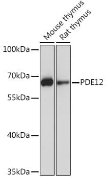 Western Blot: PDE12 Antibody [NBP3-35739] - Western blot analysis of various lysates using PDE12 Rabbit pAb at 1:1000 dilution.Secondary antibody: HRP-conjugated Goat anti-Rabbit IgG (H+L) at 1:10000 dilution.Lysates/proteins: 25ug per lane.Blocking buffer: 3% nonfat dry milk in TBST.Detection: ECL Basic Kit.Exposure time: 10s.
