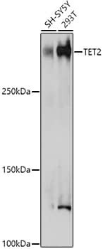 Western Blot: TET2 Antibody [NBP3-35741] - Western blot analysis of various lysates using TET2 Rabbit pAb at 1:500 dilution.Secondary antibody: HRP-conjugated Goat anti-Rabbit IgG (H+L) at 1:10000 dilution.Lysates/proteins: 25ug per lane.Blocking buffer: 3% nonfat dry milk in TBST.Detection: ECL Enhanced Kit.Exposure time: 180s.