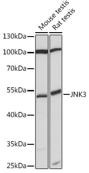 Western Blot: JNK3 Antibody [NBP3-35745] - Western blot analysis of various lysates using JNK3 Rabbit pAb at 1:1000 dilution.Secondary antibody: HRP-conjugated Goat anti-Rabbit IgG (H+L) at 1:10000 dilution.Lysates/proteins: 25ug per lane.Blocking buffer: 3% nonfat dry milk in TBST.Detection: ECL Basic Kit.Exposure time: 30s.