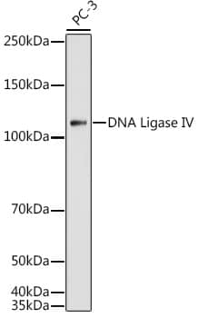 Western Blot: DNA Ligase IV Antibody [NBP3-35747] - Western blot analysis of lysates from PC-3 cells, using DNA Ligase IV Rabbit pAb at 1:1000 dilution.Secondary antibody: HRP-conjugated Goat anti-Rabbit IgG (H+L) at 1:10000 dilution.Lysates/proteins: 25ug per lane.Blocking buffer: 3% nonfat dry milk in TBST.Detection: ECL Basic Kit.Exposure time: 180s.