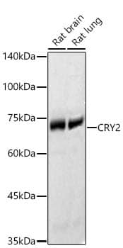 Western Blot: CRY2 Antibody [NBP3-35748] - Western Blot analysis of various lysates using CRY2 Rabbit pAb at 1:400 dilution. Secondary antibody: HRP-conjugated Goat anti-Rabbit IgG (H+L) at 1:10000 dilution. Lysates / proteins: 25 ug per lane. Blocking buffer: 3 % nonfat dry milk in TBST. Detection: ECL Basic Kit. Exposure time: 30s.