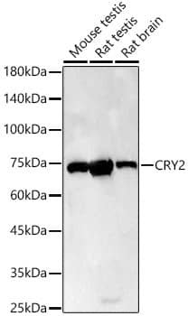 Western Blot: CRY2 Antibody [NBP3-35748] - Western blot analysis of various lysates, using CRY2 Rabbit pAb at 1:400 dilution.Secondary antibody: HRP-conjugated Goat anti-Rabbit IgG (H+L) at 1:10000 dilution.Lysates/proteins: 25ug per lane.Blocking buffer: 3% nonfat dry milk in TBST.Detection: ECL Enhanced Kit.Exposure time: 180s.