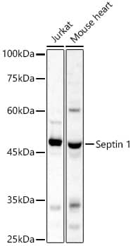 Western Blot Septin-1 Antibody