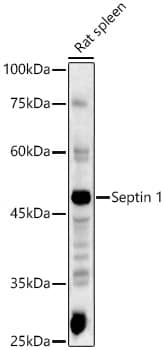 Western Blot Septin-1 Antibody