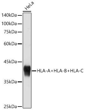 Western Blot: HLA A Antibody [NBP3-35753] - Western Blot analysis of lysates from HeLa cells using HLA A Rabbit pAb at 1:1000 dilution incubated overnight at 4C.Secondary antibody: HRP-conjugated Goat anti-Rabbit IgG (H+L) at 1:10000 dilution.Lysates/proteins: 25 ug per lane.Blocking buffer: 3% nonfat dry milk in TBST.Detection: ECL Basic Kit.Exposure time: 15s.