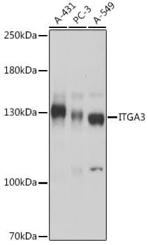 Western Blot: Integrin alpha 3/CD49c Antibody [NBP3-35754] - Western blot analysis of various lysates using Integrin alpha 3/CD49c Rabbit pAb at 1:1000 dilution.Secondary antibody: HRP-conjugated Goat anti-Rabbit IgG (H+L) at 1:10000 dilution.Lysates/proteins: 25ug per lane.Blocking buffer: 3% nonfat dry milk in TBST.Detection: ECL Basic Kit.Exposure time: 1s.