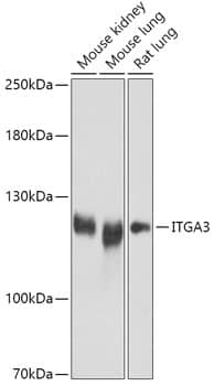 Western Blot: Integrin alpha 3/CD49c Antibody [NBP3-35754] - Western blot analysis of various lysates using Integrin alpha 3/CD49c Rabbit pAb at 1:1000 dilution.Secondary antibody: HRP-conjugated Goat anti-Rabbit IgG (H+L) at 1:10000 dilution.Lysates/proteins: 25ug per lane.Blocking buffer: 3% nonfat dry milk in TBST.Detection: ECL Basic Kit.Exposure time: 5s.