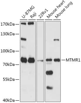 Western Blot: MTMR1 Antibody [NBP3-35761] - Western blot analysis of various lysates using MTMR1 Rabbit pAb at 1:1000 dilution.Secondary antibody: HRP-conjugated Goat anti-Rabbit IgG (H+L) at 1:10000 dilution.Lysates/proteins: 25ug per lane.Blocking buffer: 3% nonfat dry milk in TBST.Detection: ECL Basic Kit.Exposure time: 90s.