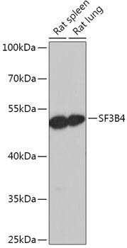 Western Blot: SF3B4 Antibody [NBP3-35765] - Western blot analysis of various lysates using SF3B4 Rabbit pAb at 1:1000 dilution.Secondary antibody: HRP-conjugated Goat anti-Rabbit IgG (H+L) at 1:10000 dilution.Lysates/proteins: 25ug per lane.Blocking buffer: 3% nonfat dry milk in TBST.Detection: ECL Basic Kit.Exposure time: 1s.