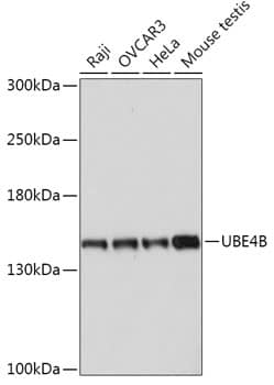 Western Blot: UBE4B Antibody [NBP3-35766] - Western blot analysis of various lysates using UBE4B Rabbit pAb at 1:1000 dilution.Secondary antibody: HRP-conjugated Goat anti-Rabbit IgG (H+L) at 1:10000 dilution.Lysates/proteins: 25ug per lane.Blocking buffer: 3% nonfat dry milk in TBST.Detection: ECL Basic Kit.Exposure time: 90s.