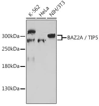 Western Blot: BAZ2A Antibody [NBP3-35768] - Western blot analysis of various lysates using BAZ2A Rabbit pAb at 1:1000 dilution.Secondary antibody: HRP-conjugated Goat anti-Rabbit IgG (H+L) at 1:10000 dilution.Lysates/proteins: 25ug per lane.Blocking buffer: 3% nonfat dry milk in TBST.Detection: ECL Basic Kit.Exposure time: 90s.