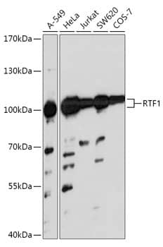 Western Blot: RTF1 Antibody [NBP3-35771] - Western blot analysis of various lysates using RTF1 Rabbit pAb at 1:1000 dilution.Secondary antibody: HRP-conjugated Goat anti-Rabbit IgG (H+L) at 1:10000 dilution.Lysates/proteins: 25ug per lane.Blocking buffer: 3% nonfat dry milk in TBST.Detection: ECL Basic Kit.Exposure time: 30s.