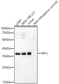 Western Blot: Hey L Antibody [NBP3-35774] - Western blot analysis of various lysates, using Hey L Rabbit pAb at 1:2500 dilution.Secondary antibody: HRP-conjugated Goat anti-Rabbit IgG (H+L) at 1:10000 dilution.Lysates/proteins: 25ug per lane.Blocking buffer: 3% nonfat dry milk in TBST.Detection: ECL Basic Kit.Exposure time: 30s.