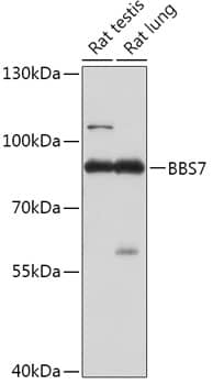 Western Blot: BBS7 Antibody [NBP3-35780] - Western blot analysis of various lysates using BBS7 Rabbit pAb at 1:1000 dilution.Secondary antibody: HRP-conjugated Goat anti-Rabbit IgG (H+L) at 1:10000 dilution.Lysates/proteins: 25ug per lane.Blocking buffer: 3% nonfat dry milk in TBST.Detection: ECL Basic Kit.Exposure time: 30s.