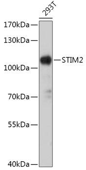 Western Blot: STIM2 Antibody [NBP3-35783] - Western blot analysis of lysates from 293T cells, using STIM2 Rabbit pAb at 1:1000 dilution.Secondary antibody: HRP-conjugated Goat anti-Rabbit IgG (H+L) at 1:10000 dilution.Lysates/proteins: 25ug per lane.Blocking buffer: 3% nonfat dry milk in TBST.Detection: ECL Basic Kit.Exposure time: 30s.