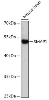 Western Blot: SMAP1 Antibody [NBP3-35784] - Western blot analysis of lysates from Mouse heart, using SMAP1 Rabbit pAb at 1:1000 dilution.Secondary antibody: HRP-conjugated Goat anti-Rabbit IgG (H+L) at 1:10000 dilution.Lysates/proteins: 25ug per lane.Blocking buffer: 3% nonfat dry milk in TBST.Detection: ECL Basic Kit.Exposure time: 1s.