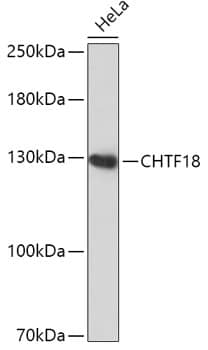 Western Blot: CHTF18 Antibody [NBP3-35785] - Western blot analysis of lysates from HeLa cells, using CHTF18 Rabbit pAb at 1:1000 dilution.Secondary antibody: HRP-conjugated Goat anti-Rabbit IgG (H+L) at 1:10000 dilution.Lysates/proteins: 25ug per lane.Blocking buffer: 3% nonfat dry milk in TBST.Detection: ECL Basic Kit.Exposure time: 90s.