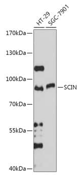 Western Blot: SCIN Antibody [NBP3-35789] - Western blot analysis of various lysates using SCIN Rabbit pAb at 1:1000 dilution.Secondary antibody: HRP-conjugated Goat anti-Rabbit IgG (H+L) at 1:10000 dilution.Lysates/proteins: 25ug per lane.Blocking buffer: 3% nonfat dry milk in TBST.Detection: ECL Basic Kit.Exposure time: 30s.