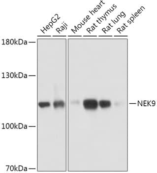 Western Blot: NEK9 Antibody [NBP3-35791] - Western blot analysis of various lysates using NEK9 Rabbit pAb at 1:1000 dilution.Secondary antibody: HRP-conjugated Goat anti-Rabbit IgG (H+L) at 1:10000 dilution.Lysates/proteins: 25ug per lane.Blocking buffer: 3% nonfat dry milk in TBST.Detection: ECL Basic Kit.Exposure time: 15s.